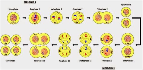 Esquema de meiosis y fusión de óvulos en Ooceraea biroi