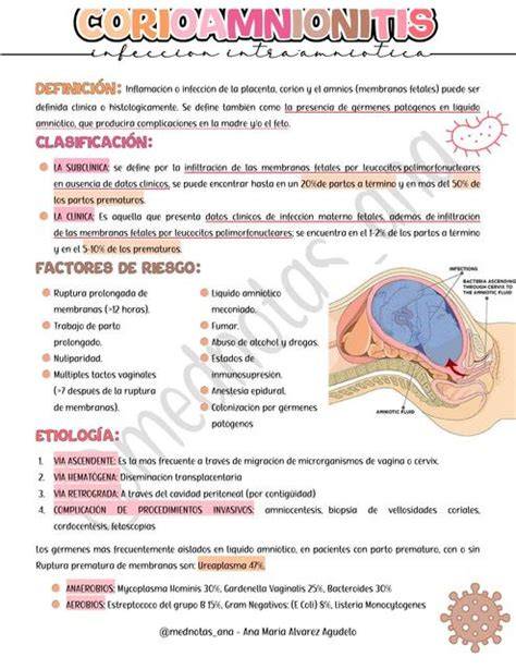 Ilustración médica de corioamnionitis, mostrando la inflamación de las membranas fetales