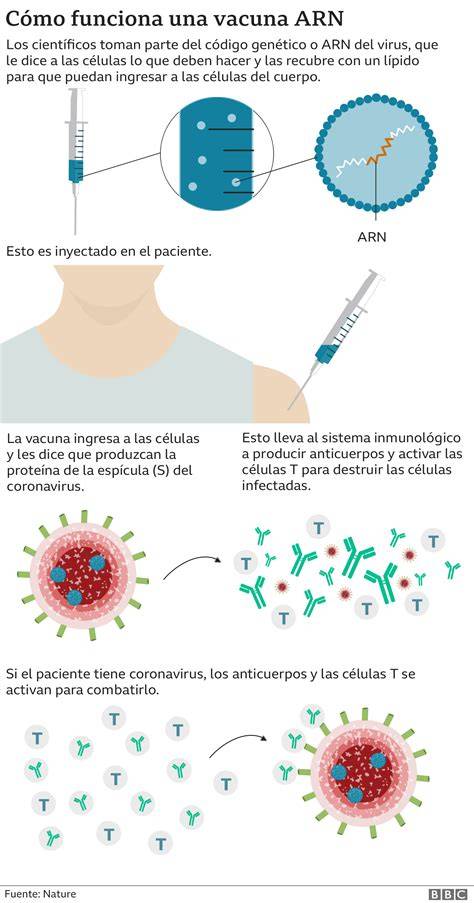 Infografía: cómo funciona una vacuna de ARNm sin afectar el ADN