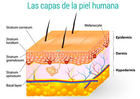 Esquema de las capas de la piel del bebé y cómo la pasta al agua forma una barrera protectora