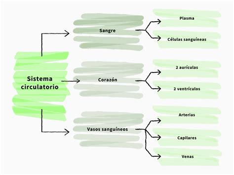 Esquema del sistema circulatorio con el útero ejerciendo presión sobre la vena cava inferior y las venas pélvicas durante el embarazo