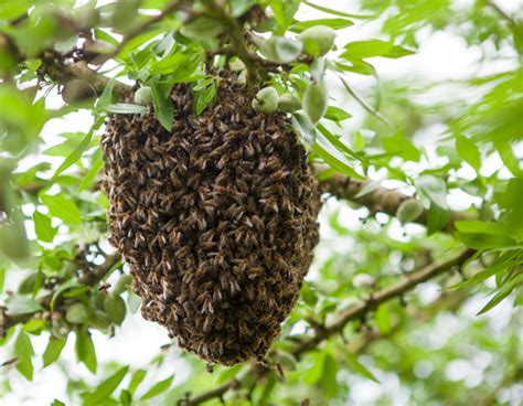 Enjambre de abejas en una rama, en su primera estación temporal