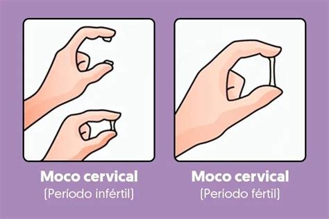 Infografía explicando los días fértiles e infértiles según el método del moco cervical