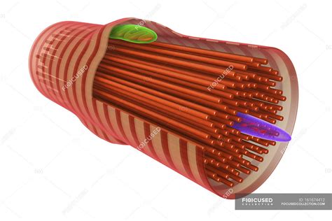 Ilustración: Representación de células cardíacas ectópicas