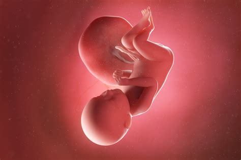 Esquema del bebé en la semana 39 de gestación dentro del útero materno