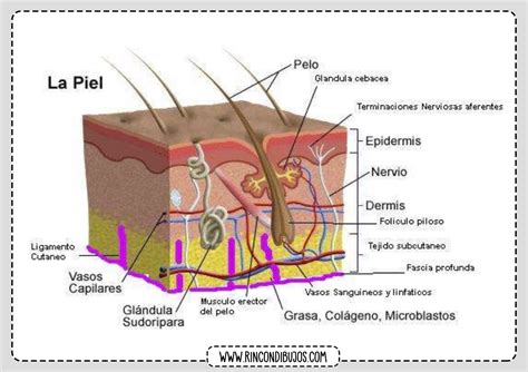 Esquema de las capas de la piel y cómo el retinol actúa a nivel celular