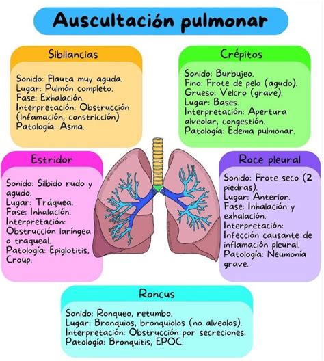 Ilustración de los pulmones mostrando crepitantes finos en la auscultación.