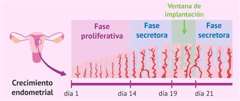 Esquema del ciclo menstrual: fases proliferativa y secretora, y cómo el grosor endometrial varía en cada etapa.