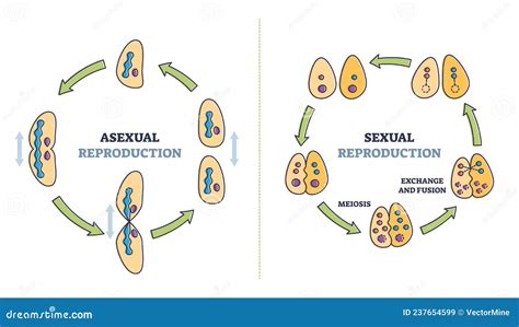 Diagrama general de la reproducción asexual con sus diferentes tipos.