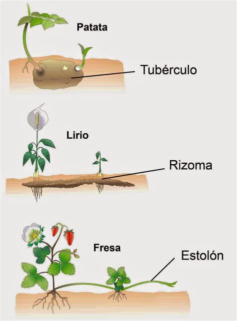 Ilustración de diferentes tipos de estructuras de reproducción vegetativa en plantas (tubérculos, bulbos, estolones).