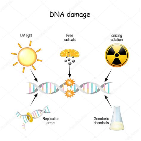 Esquema de la molécula de ADN y cómo la radiación ionizante puede causar roturas y daños en su estructura.