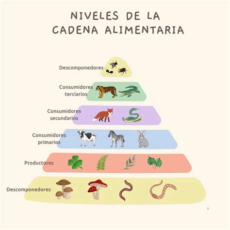 Infografía mostrando la cadena alimenticia y cómo los contaminantes radiactivos pueden distribuirse.