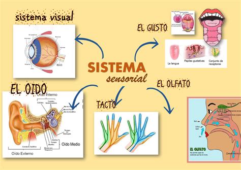 Infografía que muestra la conexión entre el sistema sensorial y las preferencias alimentarias (texturas, olores, colores)