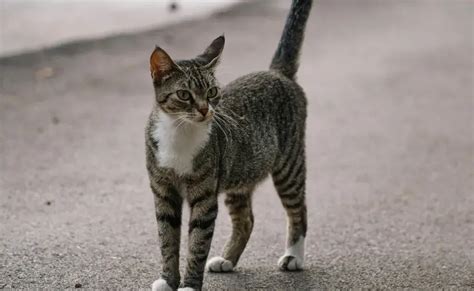 foto de gata preñada recibiendo cuidados veterinarios