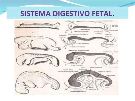 Esquema explicativo del sistema digestivo fetal acumulando meconio en el colon durante la gestación.