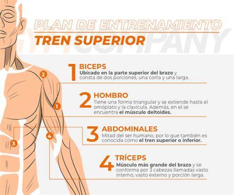 Esquema de ejercicios de fuerza recomendados para el tren superior y brazos utilizando bandas de resistencia y peso corporal.