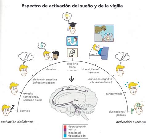 Esquema ilustrativo del ciclo de sueño y vigilia del feto dentro del útero materno