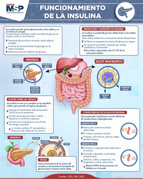 Esquema explicativo sobre el funcionamiento de la insulina en mujeres con y sin diabetes gestacional, destacando el papel de las hormonas placentarias.