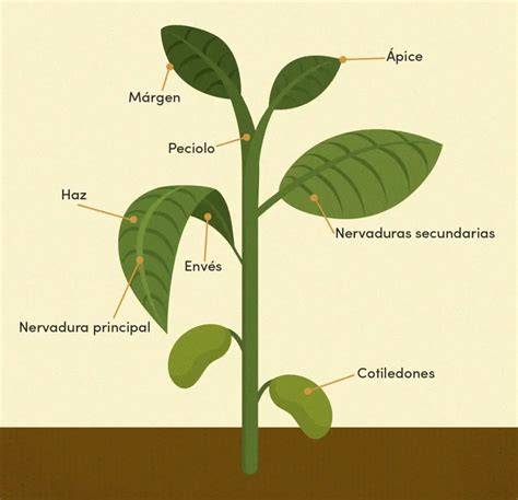 Esquema visual que muestra las partes de la planta: hojas, tallos y la estructura de la flor (espata y espádice).