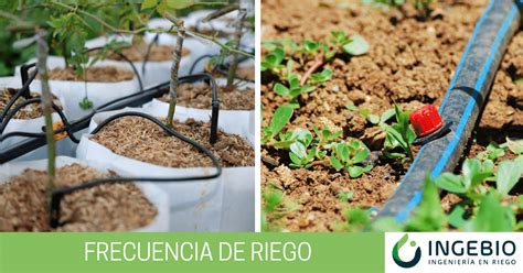 Infografía comparativa: frecuencia de riego ideal según las estaciones del año.