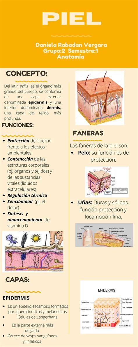 infografía sobre la piel del bebé y sus características