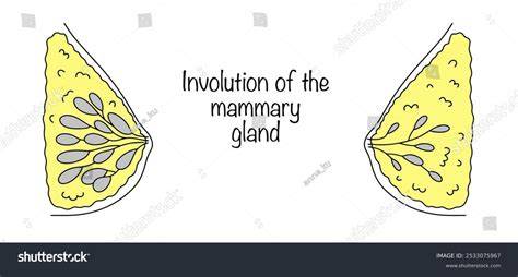 Esquema del proceso de involución mamaria post-lactancia