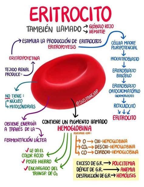 Infografía comparativa: estructura de un glóbulo rojo, un glóbulo blanco y una plaqueta.