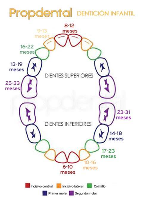 Esquema cronológico de la erupción de los dientes de leche desde los 6 hasta los 31 meses.