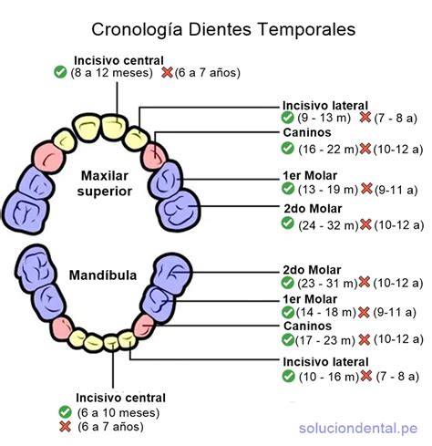 Gráfico comparativo del tiempo de erupción entre incisivos y molares temporales.
