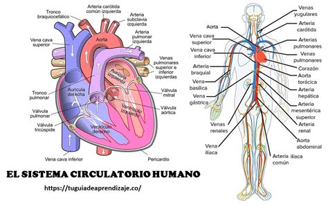 esquema del sistema circulatorio humano