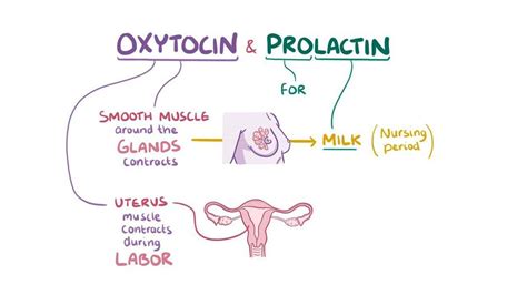 Diagrama que muestra el ciclo de producción de prolactina y oxitocina en respuesta a la estimulación del pezón.