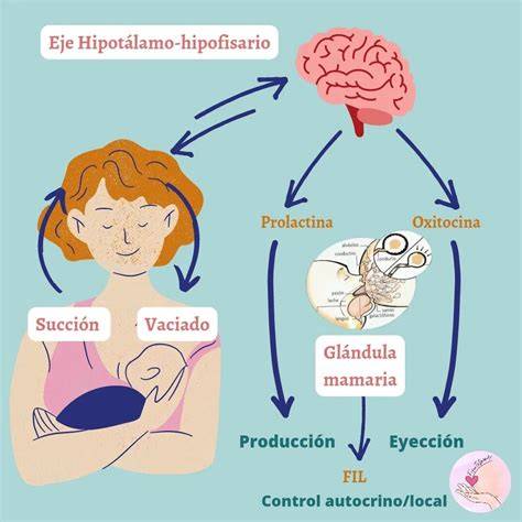 Infografía que explica el ciclo de la lactancia: la succión del bebé estimula la hipófisis, que libera prolactina (producción) y oxitocina (eyección).