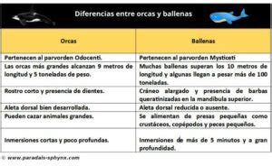 Esquema comparativo de tamaño entre orcas y humanos