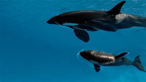 Fotografía de una cría de orca recién nacida junto a su madre