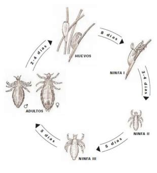 Esquema detallado de las tres fases del ciclo de vida del piojo: liendre, ninfa y adulto.