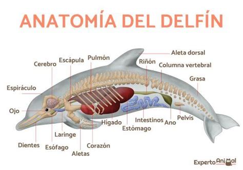 Esquema anatómico y biológico de un delfín destacando el espiráculo y las características de los cetáceos.