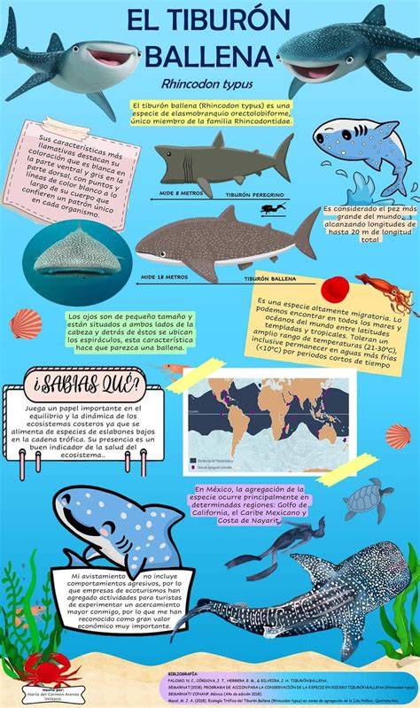 Infografía sobre la alimentación por filtración: el tiburón ballena capturando plancton en la superficie del agua.