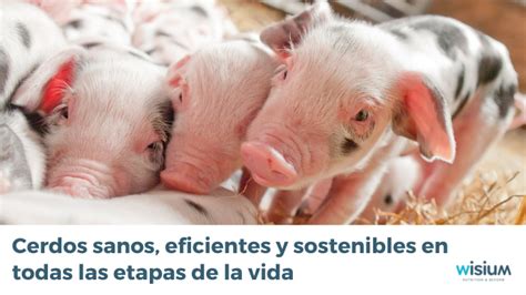 infografía sobre el refrán 