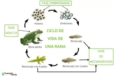 Esquema detallado del ciclo de vida de una lagartija: desde el cortejo y puesta de huevos hasta la eclosión y etapa juvenil.