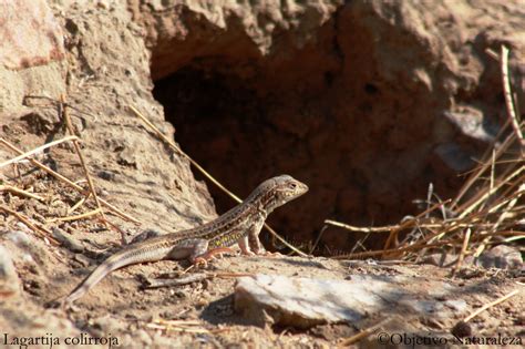 Fotografía de un nido natural de lagartija en una grieta de roca protegida por vegetación.