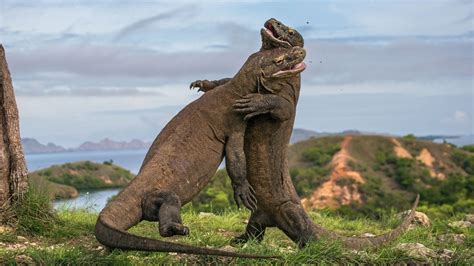Esquema de la partenogénesis en dragones de Komodo