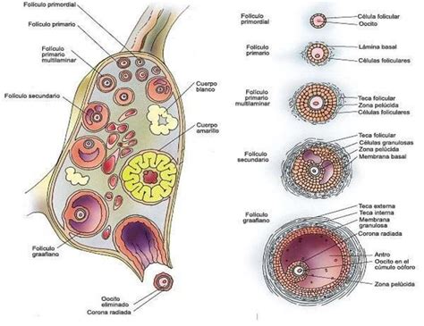 Esquema anatómico que muestra el crecimiento de los folículos ováricos y la liberación del óvulo maduro durante el ciclo menstrual.