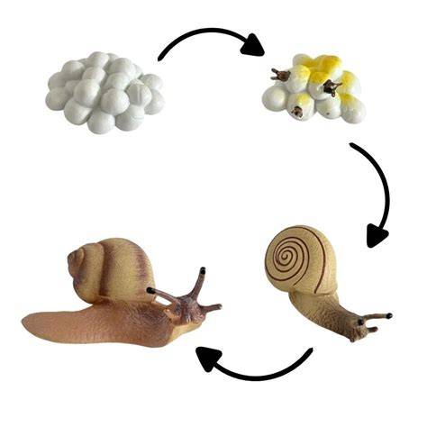 Esquema ilustrativo del ciclo de vida del caracol, desde la puesta de huevos hasta la etapa adulta.