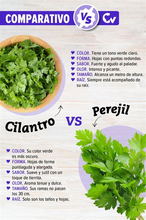 Esquema visual que muestra las diferencias entre el perejil de hoja rizada y el de hoja plana, junto a sus usos culinarios principales.