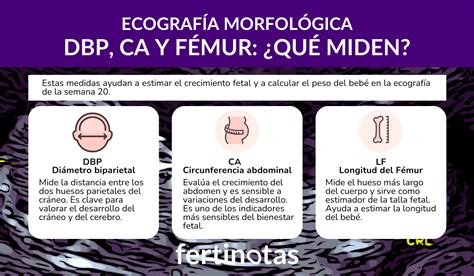 Representación esquemática de las mediciones ecográficas LCN y DBP para la estimación de la edad gestacional.