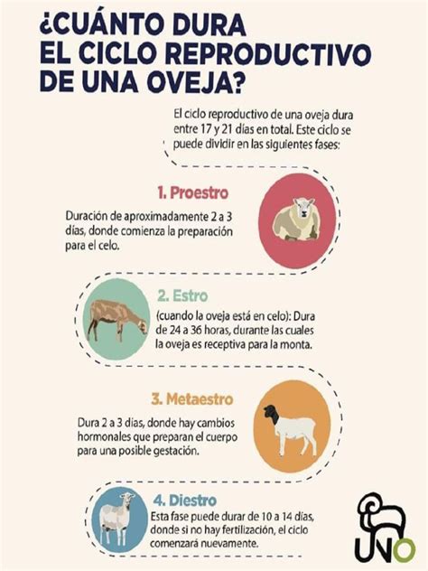 Esquema del ciclo reproductivo ovino: desde el celo hasta el parto y la cría