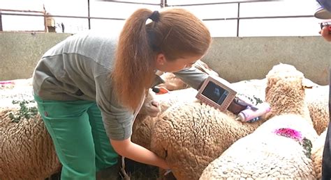 Ecografía veterinaria para la detección de fetos en ovejas