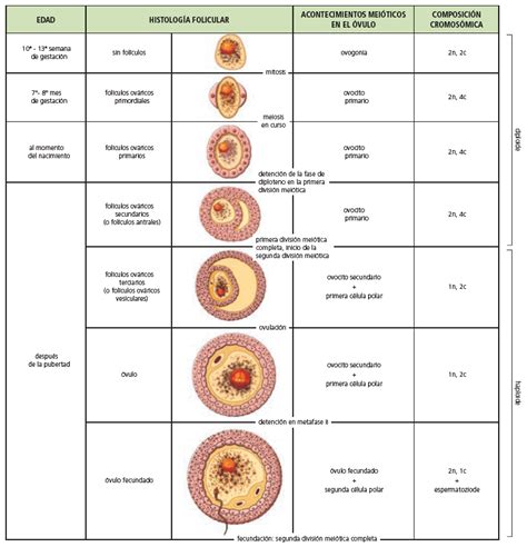 infografía detallando el proceso de maduración ovocitaria y los diferentes estadios de madurez del ovocito