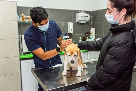 Equipo de veterinarios atendiendo a un perro en una consulta moderna