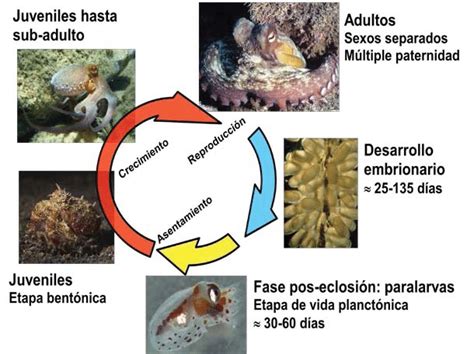 Esquema que ilustra el ciclo de vida del pulpo desde el cortejo hasta la eclosión de los huevos.